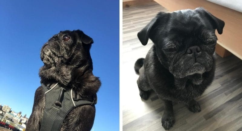 Two photos of a black pug named Jane; on the left, looking up at her, on the right, looking down on her cute bulbous head.