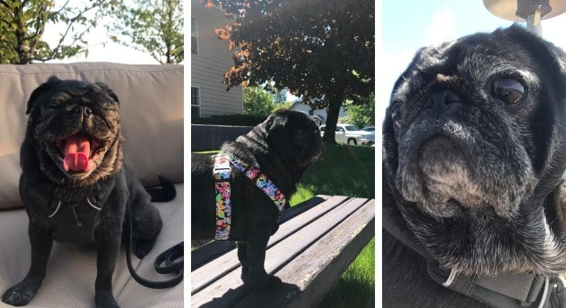 Three photos of a black pug named Jane showing different types of backgrounds.