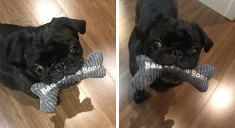 Two photos of a black pug named Jane holding a bone-shaped toy in her mouth that reads "Bad to the Bone." On the left, she's in focus; on the right, she's not.