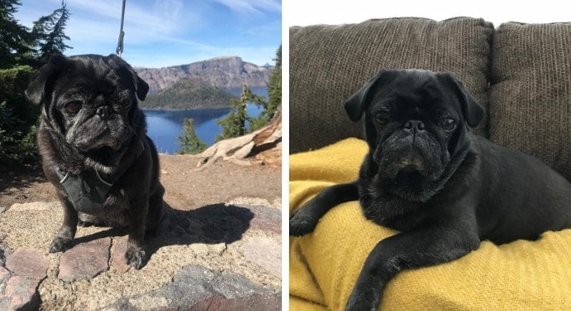 Two photos of a black pug named Jane; on the left, she's in front of Crater Lake. On the right, she's sitting on a couch.