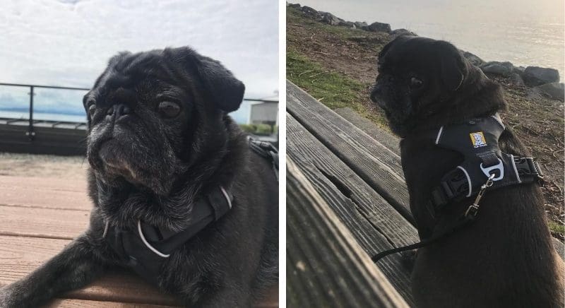 Two photos of a black pug named Jane showing focus.