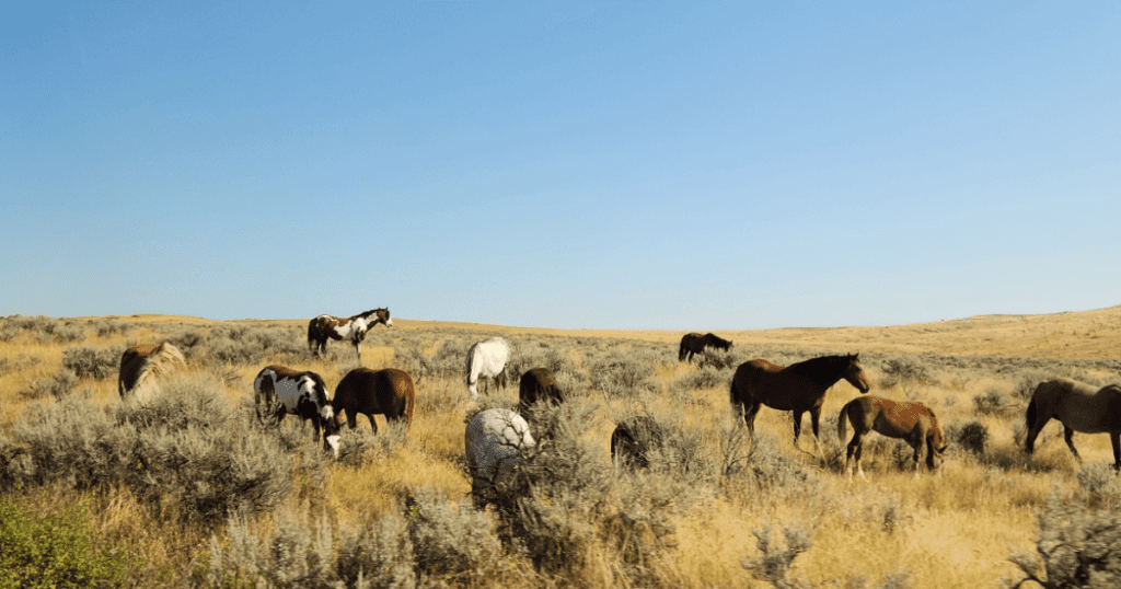 horses in a field in Montana